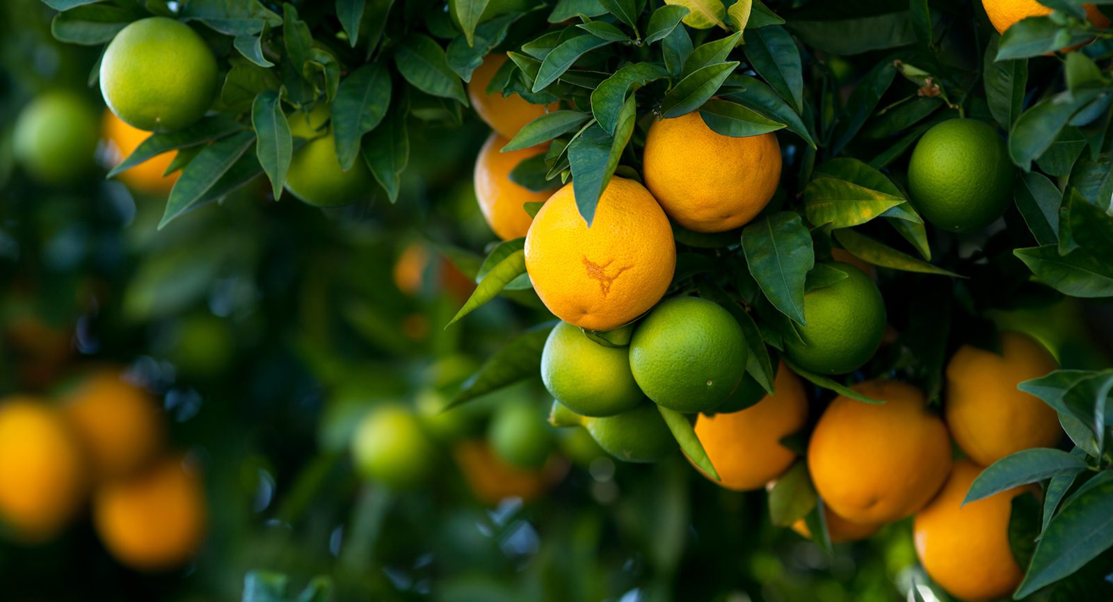 Sustainable Irrigation for Citrus Groves