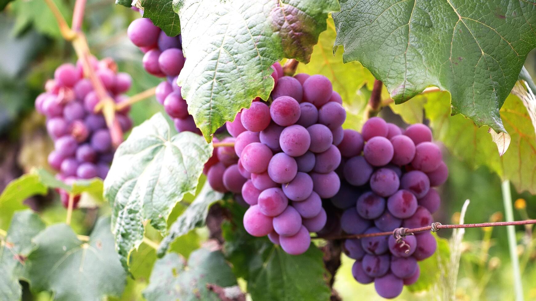 Precision Irrigation Strategies for Vineyards