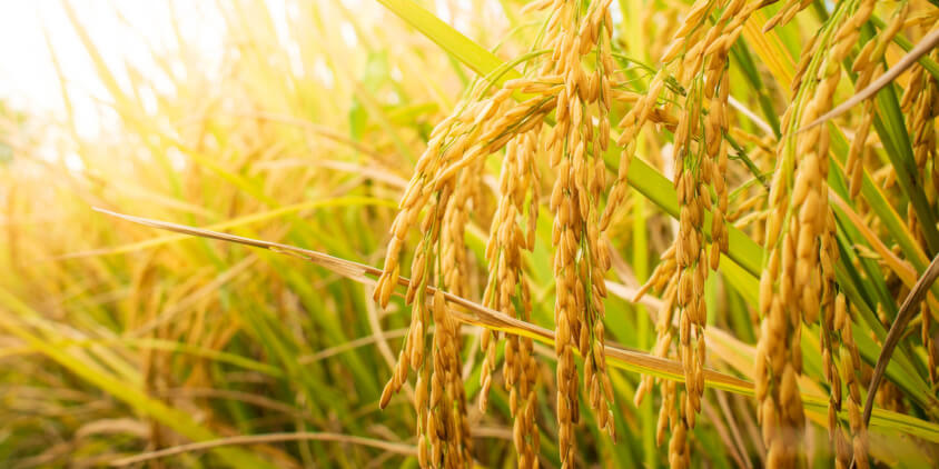 Rice Farming in the Murray-Darling Basin