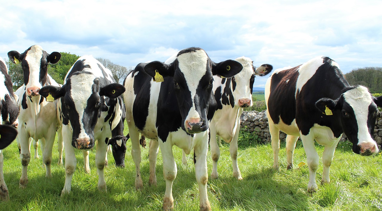 Enhancing Water Efficiency on a Tasmanian Dairy Farm