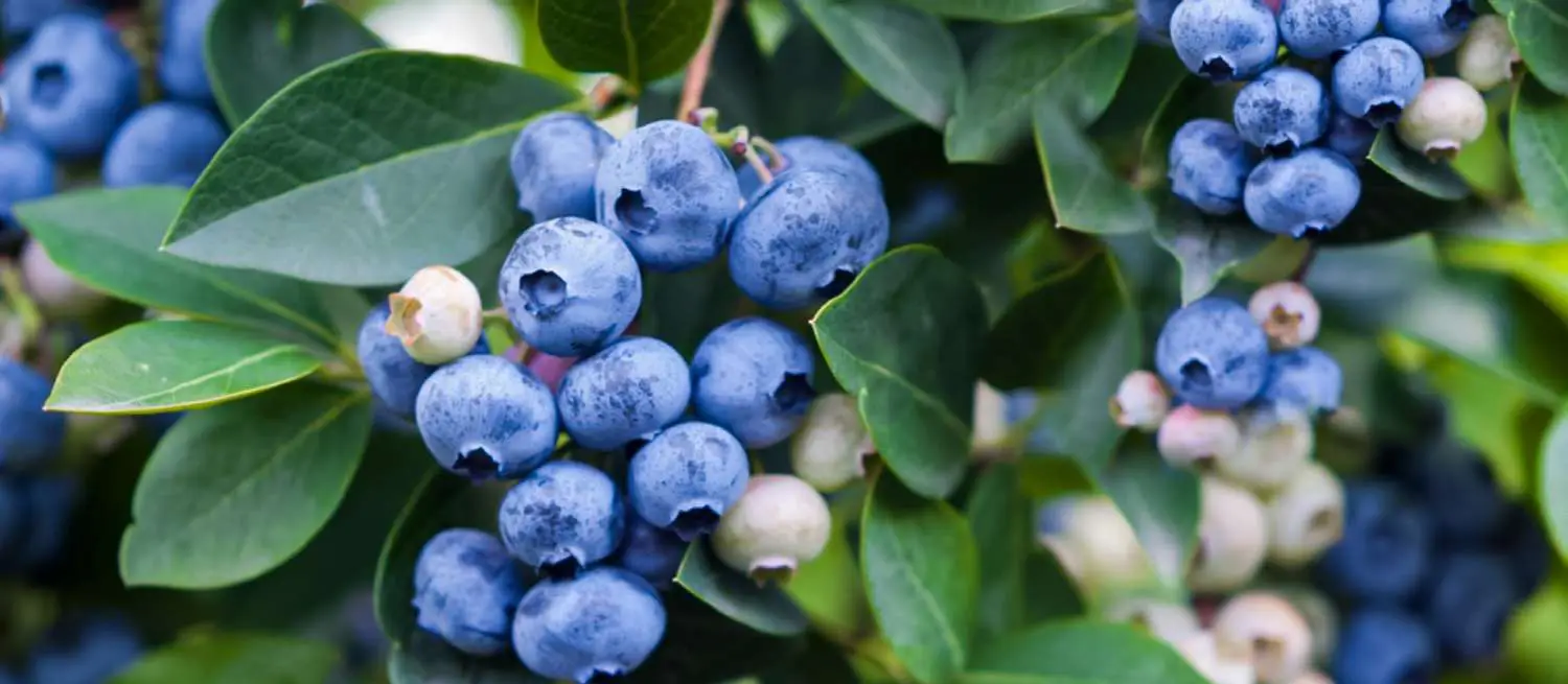 Effective Drip Irrigation Solutions for Berry Farms