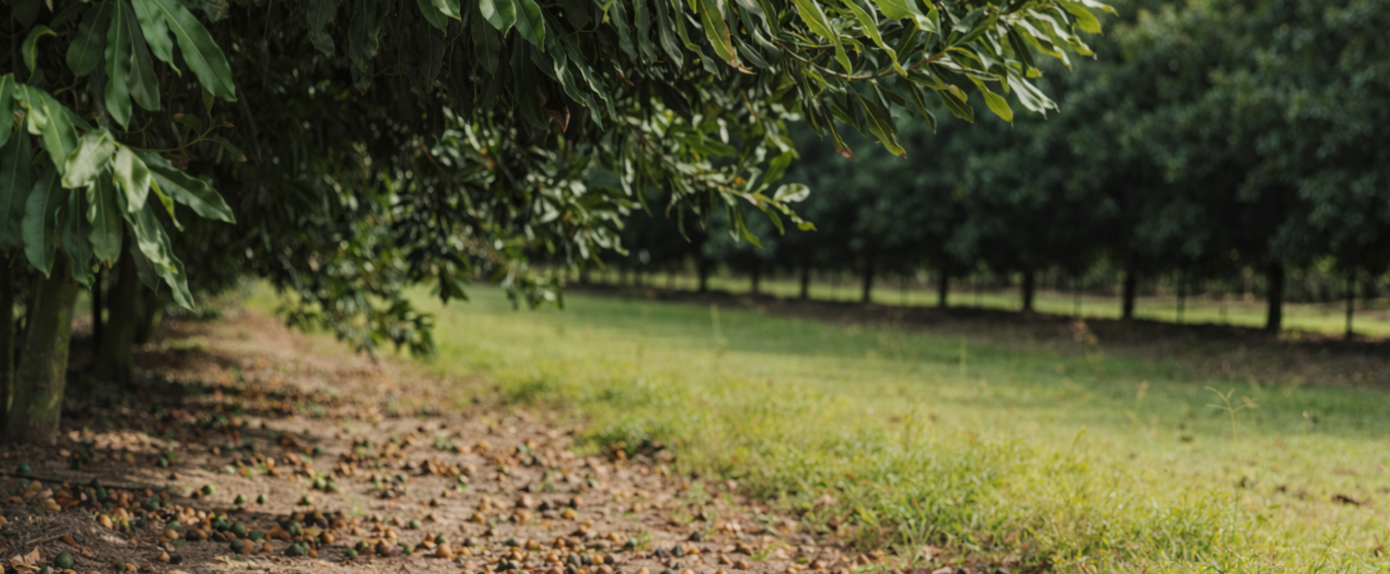 Macadamia orchard rows in Bundaberg Queensland during harvest season