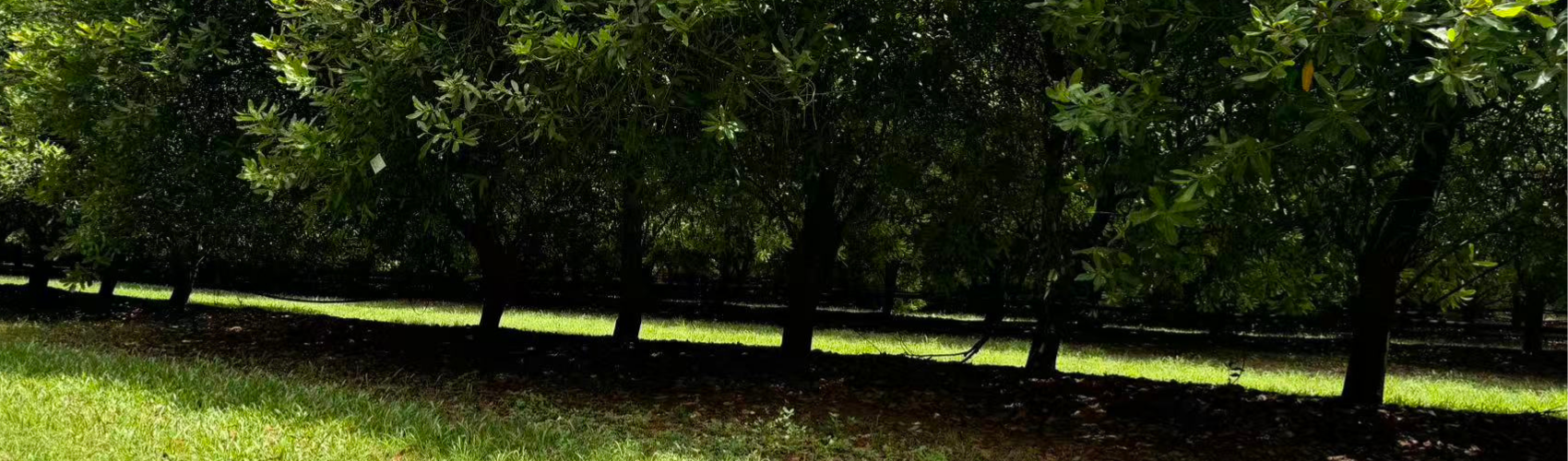Macadamia orchard in Bundaberg of QLD, harvester is on the way