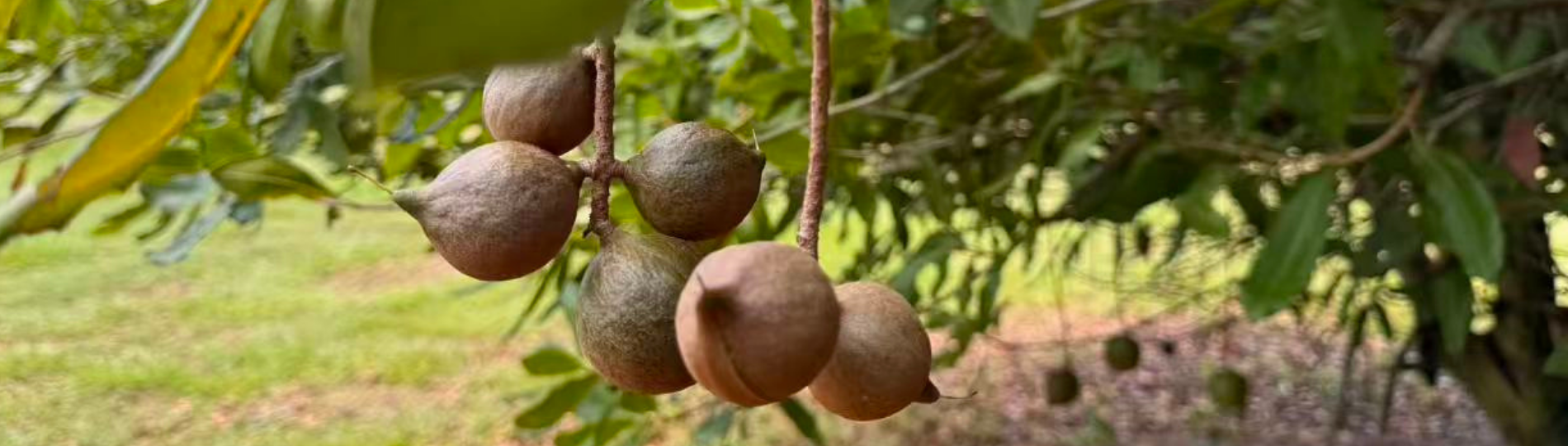 Macadamia nuts on the tree