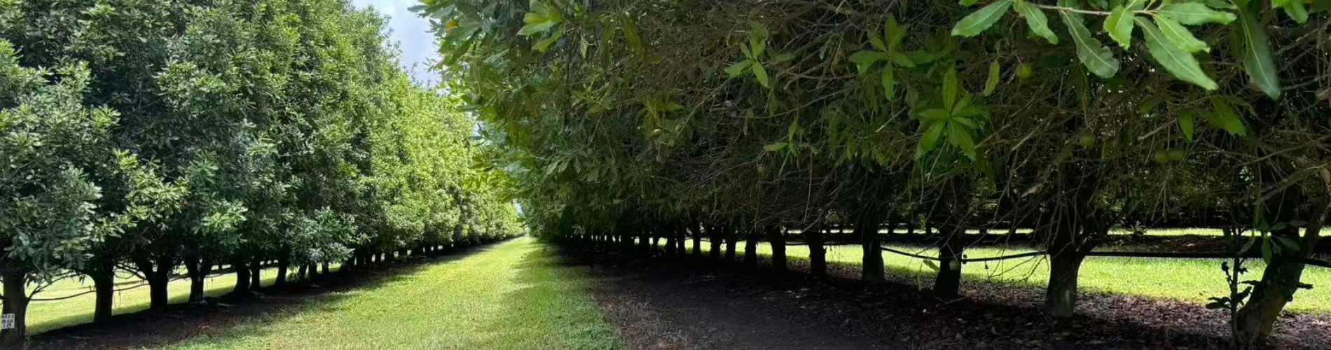 Macadamia orchard, ground is prepared for second-round harvest in Bundaberg