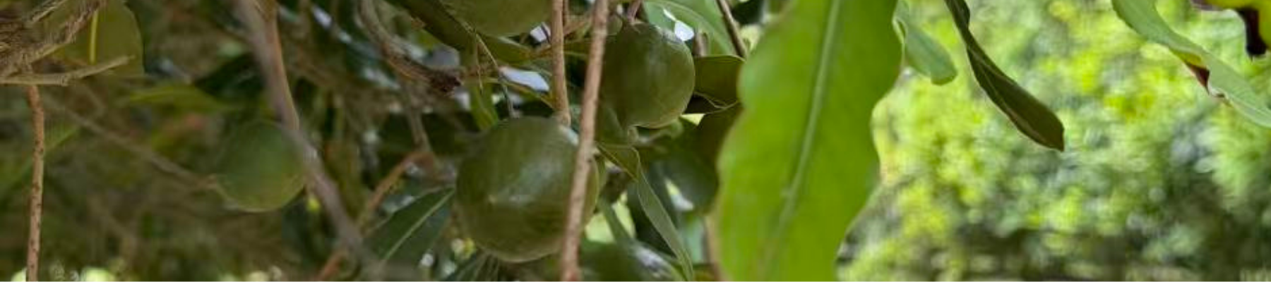 Macadamia nuts with green husk on the green in a Bundaberg orchard.