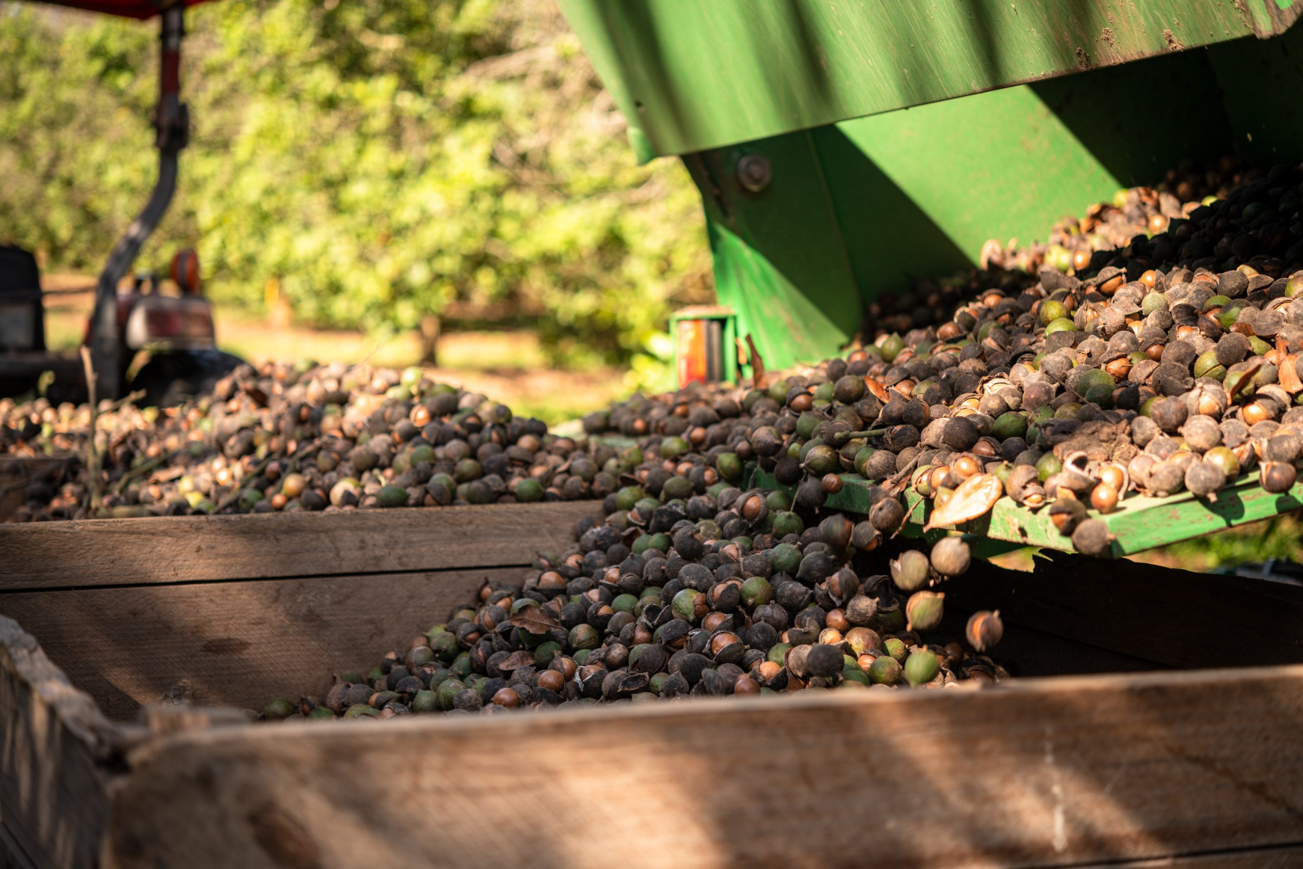 Macadamia harvesting in aBundaberg, Queensland
