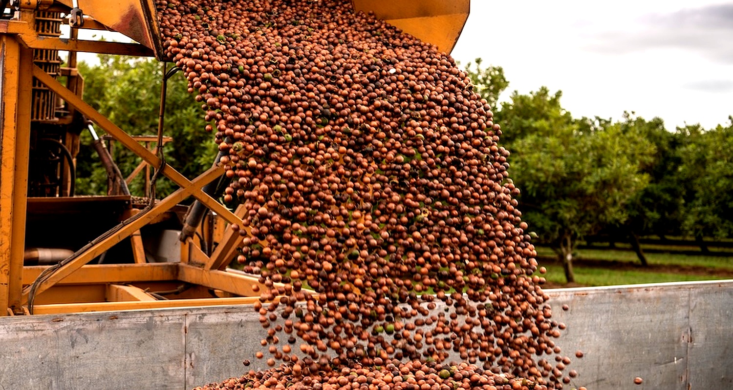Supporting Macadamia Growers in Bundaberg with Durable Harvester Parts