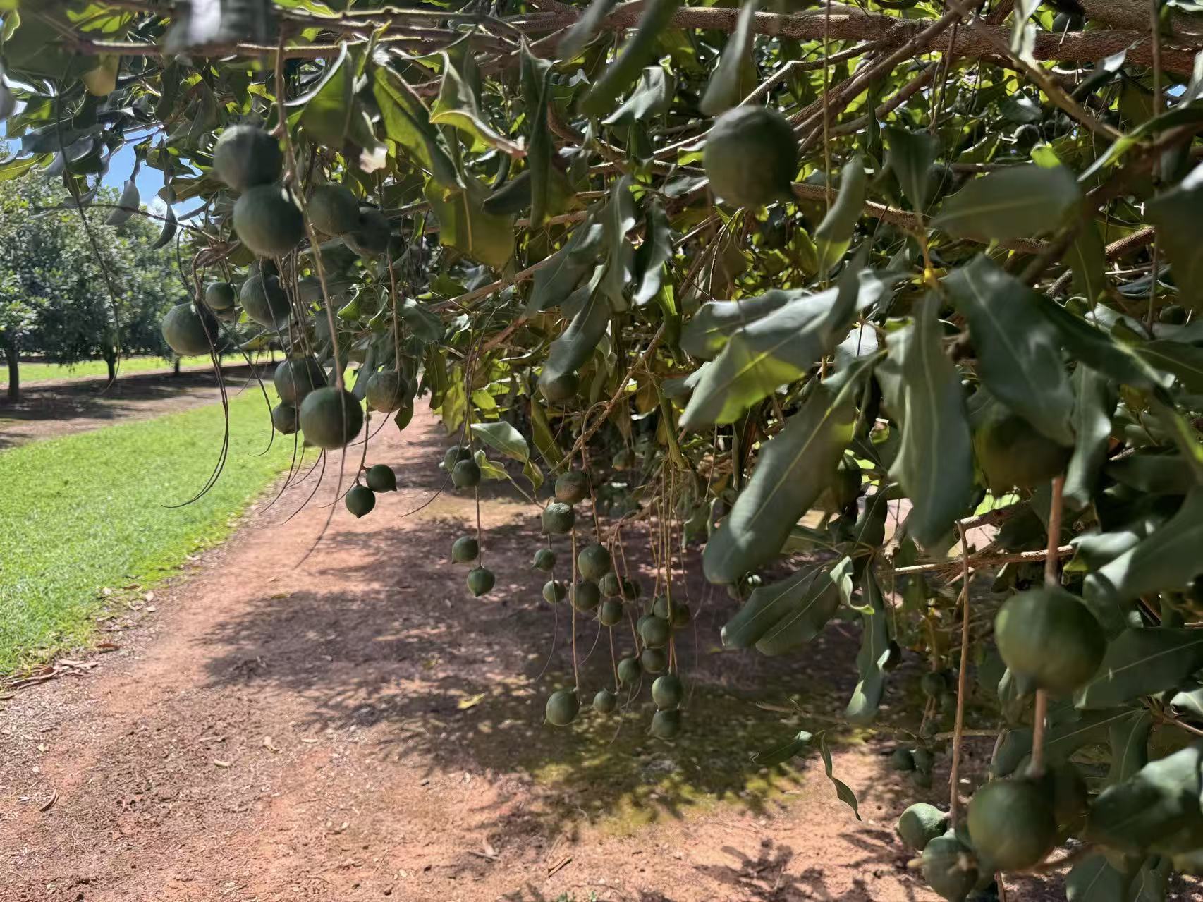 South East QLD Macadamia Farm Slashes Maintenance Costs with NouRix Harvester Parts